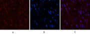 BT LAB manufacturer product image