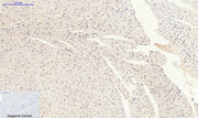 BT LAB manufacturer product image