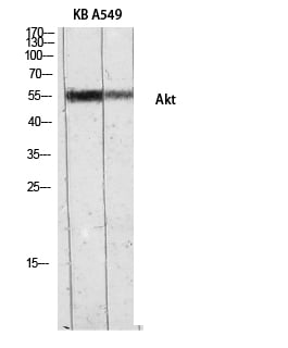 BT LAB manufacturer product image