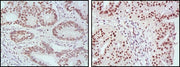 BT LAB manufacturer product image