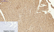 BT LAB manufacturer product image