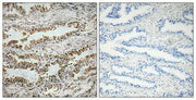 BT LAB manufacturer product image