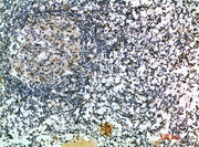 BT LAB manufacturer product image