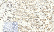 BT LAB manufacturer product image