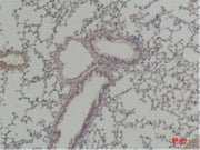 BT LAB manufacturer product image