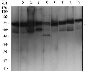 BT LAB manufacturer product image