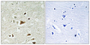 BT LAB manufacturer product image