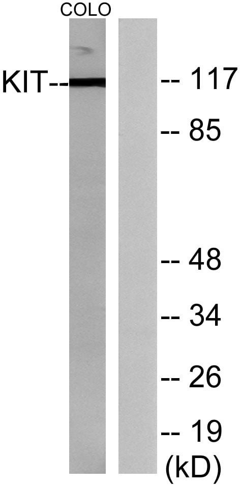 BT LAB manufacturer product image