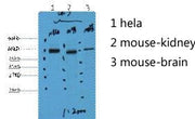 BT LAB manufacturer product image
