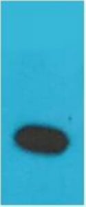 BT LAB manufacturer product image