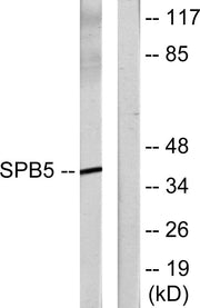 BT LAB manufacturer product image