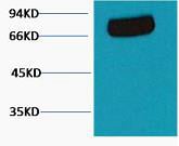 BT LAB manufacturer product image