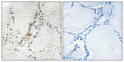 BT LAB manufacturer product image