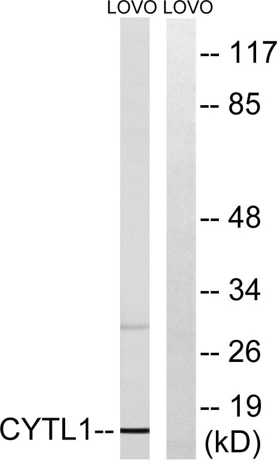 BT LAB manufacturer product image
