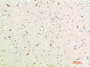 BT LAB manufacturer product image