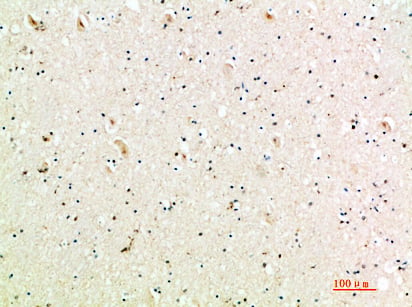 BT LAB manufacturer product image