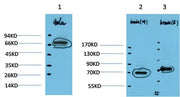 BT LAB manufacturer product image