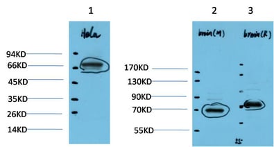 BT LAB manufacturer product image