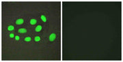 SPZ1 Polyclonal Antibody
