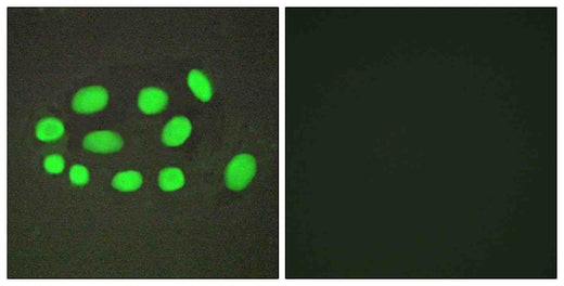 SPZ1 Polyclonal Antibody