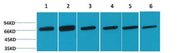 BT LAB manufacturer product image