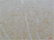 BT LAB manufacturer product image