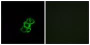 BT LAB manufacturer product image