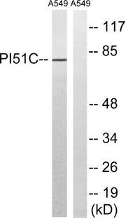 BT LAB manufacturer product image