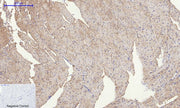 BT LAB manufacturer product image
