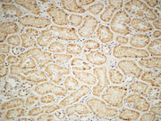 BT LAB manufacturer product image