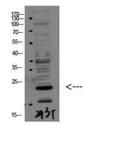 BT LAB manufacturer product image
