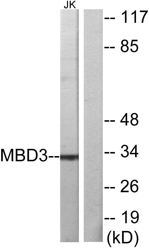 BT LAB manufacturer product image