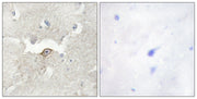 BT LAB manufacturer product image