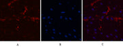 BT LAB manufacturer product image