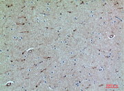 BT LAB manufacturer product image