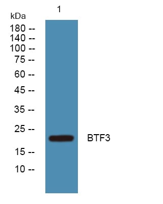 BT LAB manufacturer product image