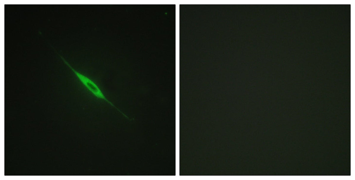 BT LAB manufacturer product image
