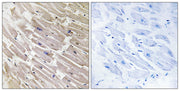 BT LAB manufacturer product image