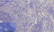BT LAB manufacturer product image