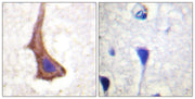 BT LAB manufacturer product image