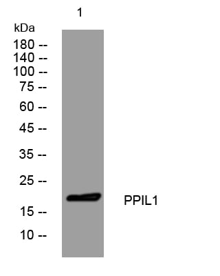 BT LAB manufacturer product image