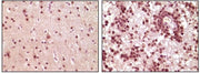 BT LAB manufacturer product image