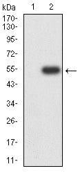 BT LAB manufacturer product image