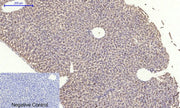 BT LAB manufacturer product image