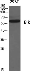 BT LAB manufacturer product image