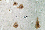 BT LAB manufacturer product image