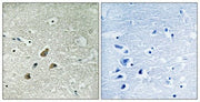 BT LAB manufacturer product image