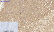 BT LAB manufacturer product image