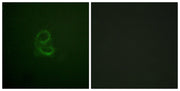 BT LAB manufacturer product image