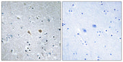 BT LAB manufacturer product image